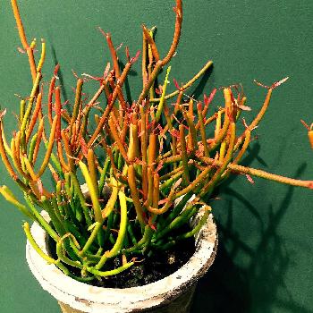 多肉植物 細長い茎の観葉植物 細長い茎が伸びていくミルクブッシュを育ててみましょう