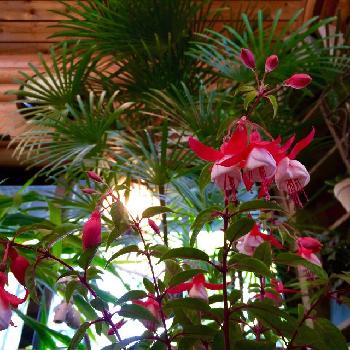 Photo by kokessierさん