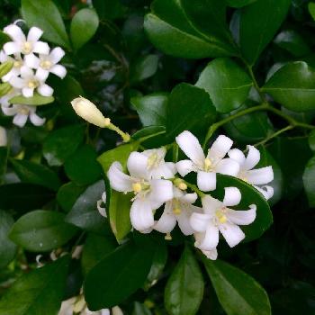 100均でも買えるシルクジャスミンを育ててみよう Greensnap グリーンスナップ