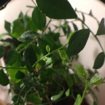 Photo by ラプンツェルさん