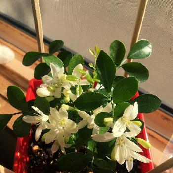 Photo by クロムさん