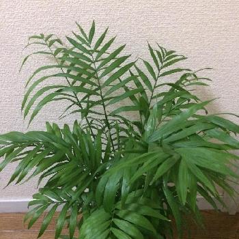 Photo by ぴよさん