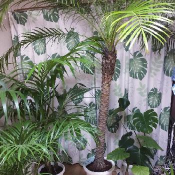 Photo by Hau ‘oliさん