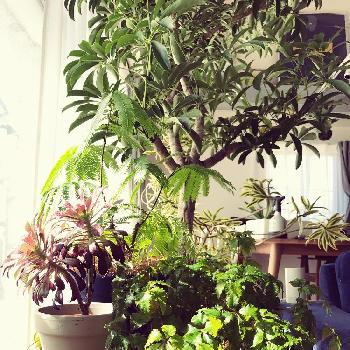 観葉植物といえばシェフレラ！育て方のポイントを伝授｜🍀GreenSnap