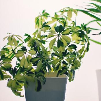 Photo by bananaさん