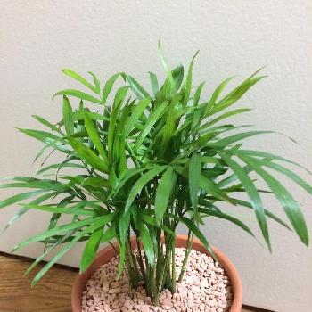 Photo by ぴよさん