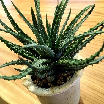 Photo by DJMINIYONさん