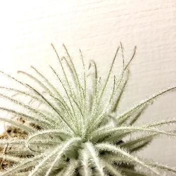 Photo by 不知火さん