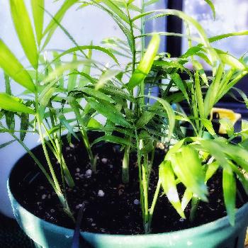 Photo by 吾ヶ平衛(アガヴェ)さん