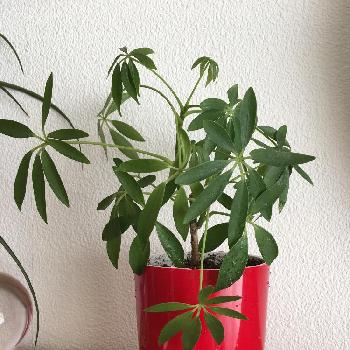 Photo by ちごままさん