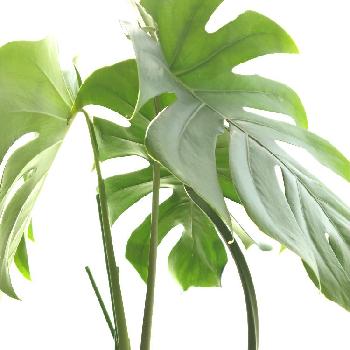 Photo by チドメさん