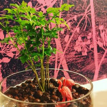 Photo by kaziochanさん