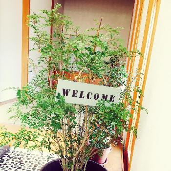 Photo by IBUKIさん