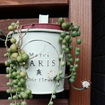 Photo by nobuchan(旧ノン) さん