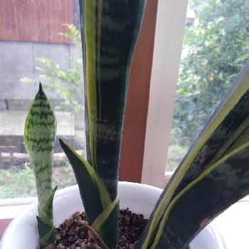 Photo by SHIHOさん