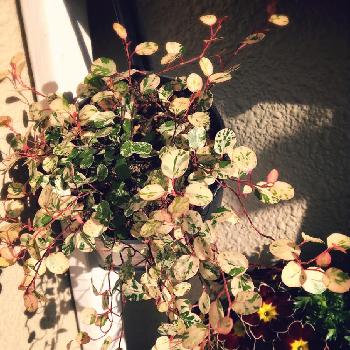 Photo by noricoさん