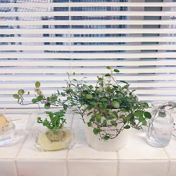 Photo by fuuumingさん@GreenSnap