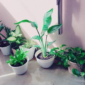 Photo by spicyさん