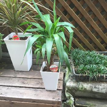 Photo by オランさん