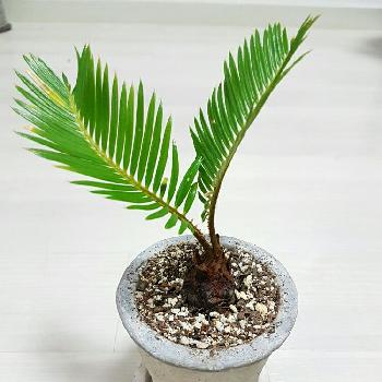 Photo by やまもさん