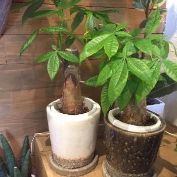 Photo by #Ruelleさん