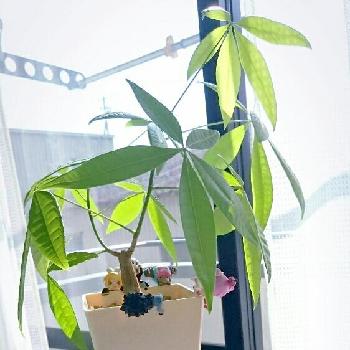 初めての人にオススメ パキラの育て方 Greensnap グリーンスナップ