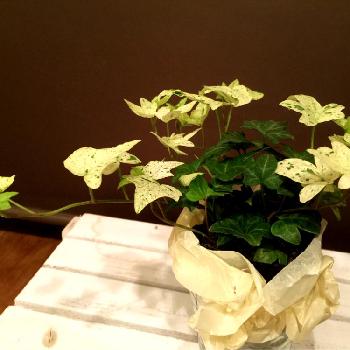 Photo by ピチカートさん