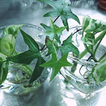 Photo by kawokawoさん