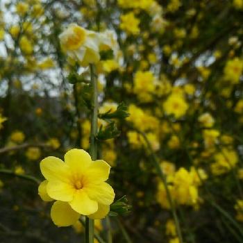 Photo by こっこさん