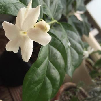 Photo by aitomoさん