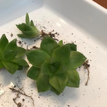 Photo by ジョリ多肉ｩ♪さん