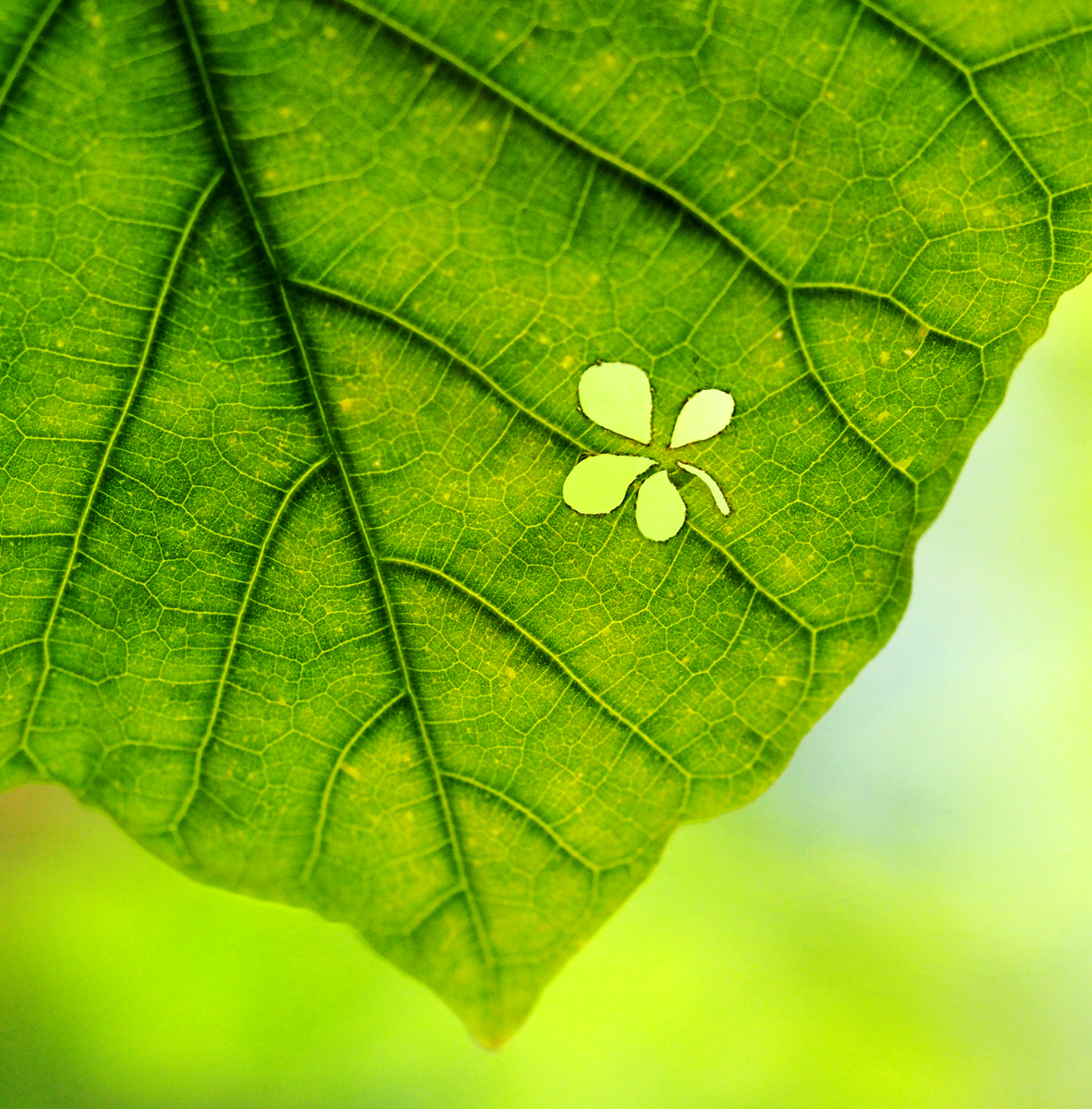 ★葉っぱ★ 祝二周年!】8月28日（葉っぱの日）はGreenSnapの誕生日