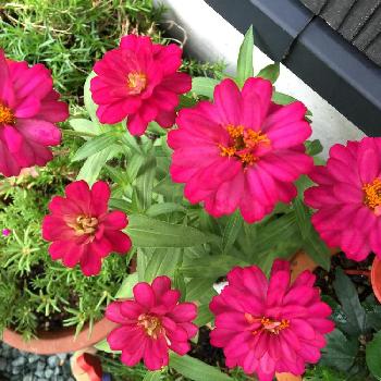 Photo by reiさん@GreenSnap