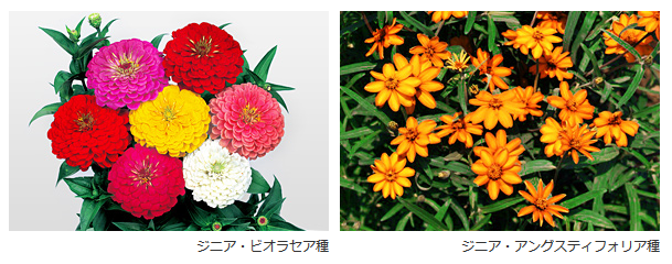 Photo by サカタのタネ