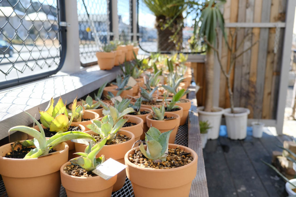 植物に囲まれながら美味しいコーヒーが飲める。房総の贅沢空間
