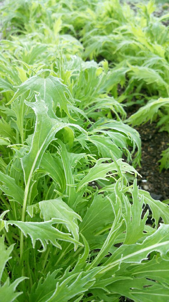 水菜の育て方の画像