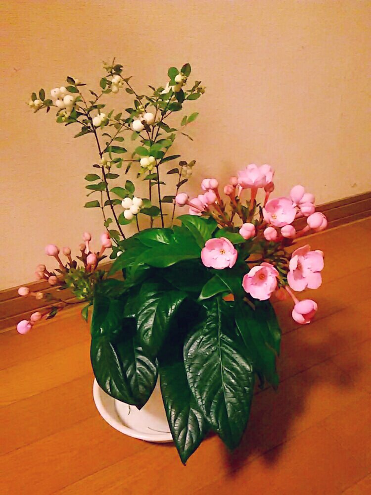 シンフォリカルポスの育て方の画像
