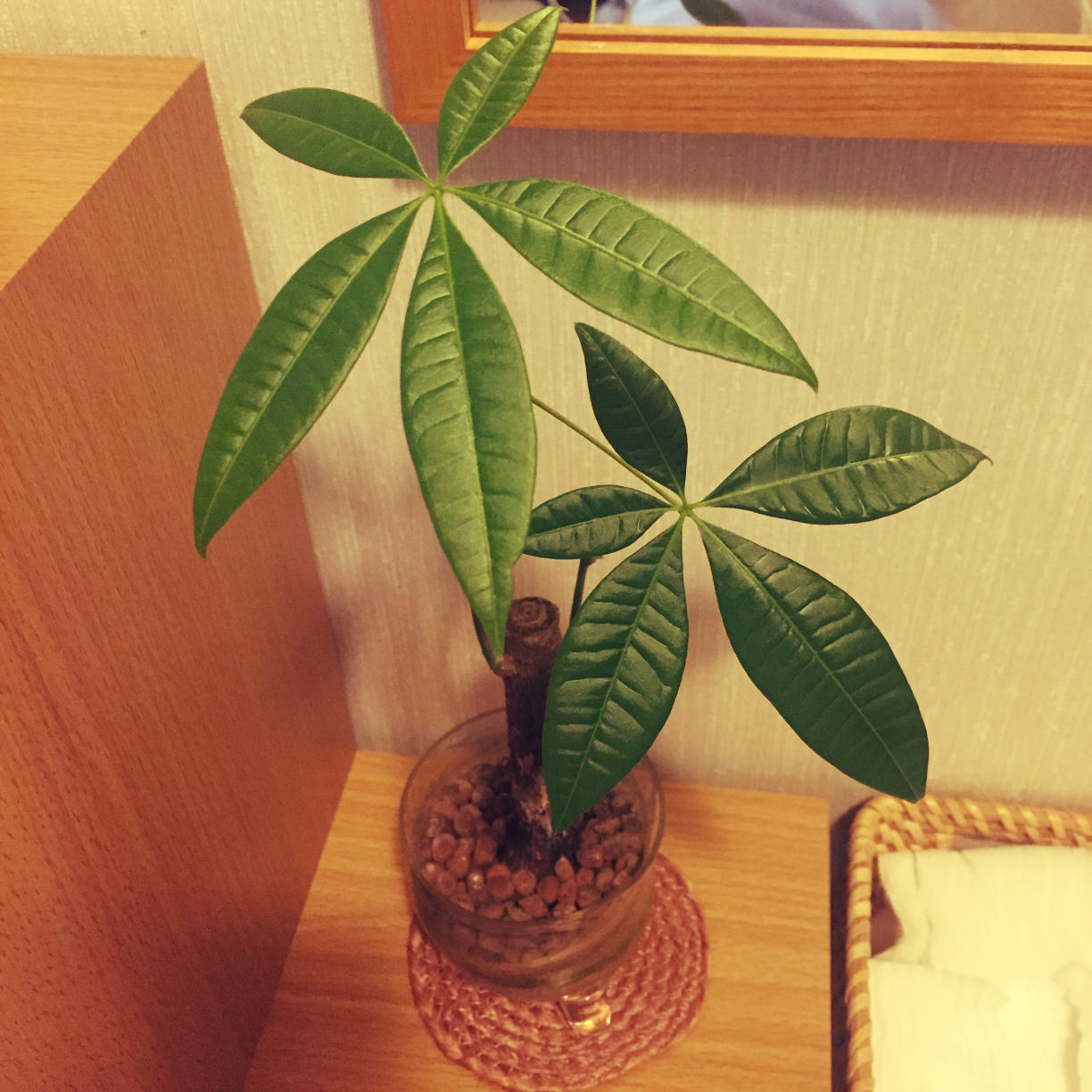 パキラの育て方の画像