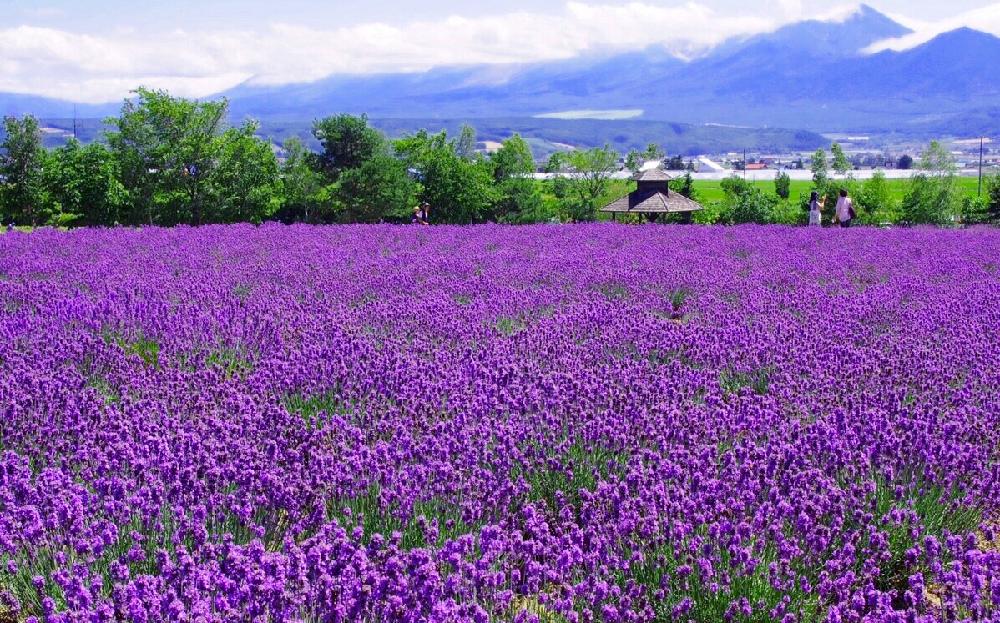 ラベンダーの育て方の画像