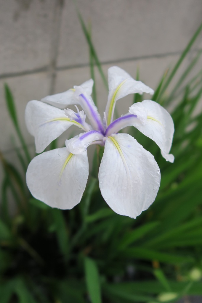 カキツバタの育て方の画像