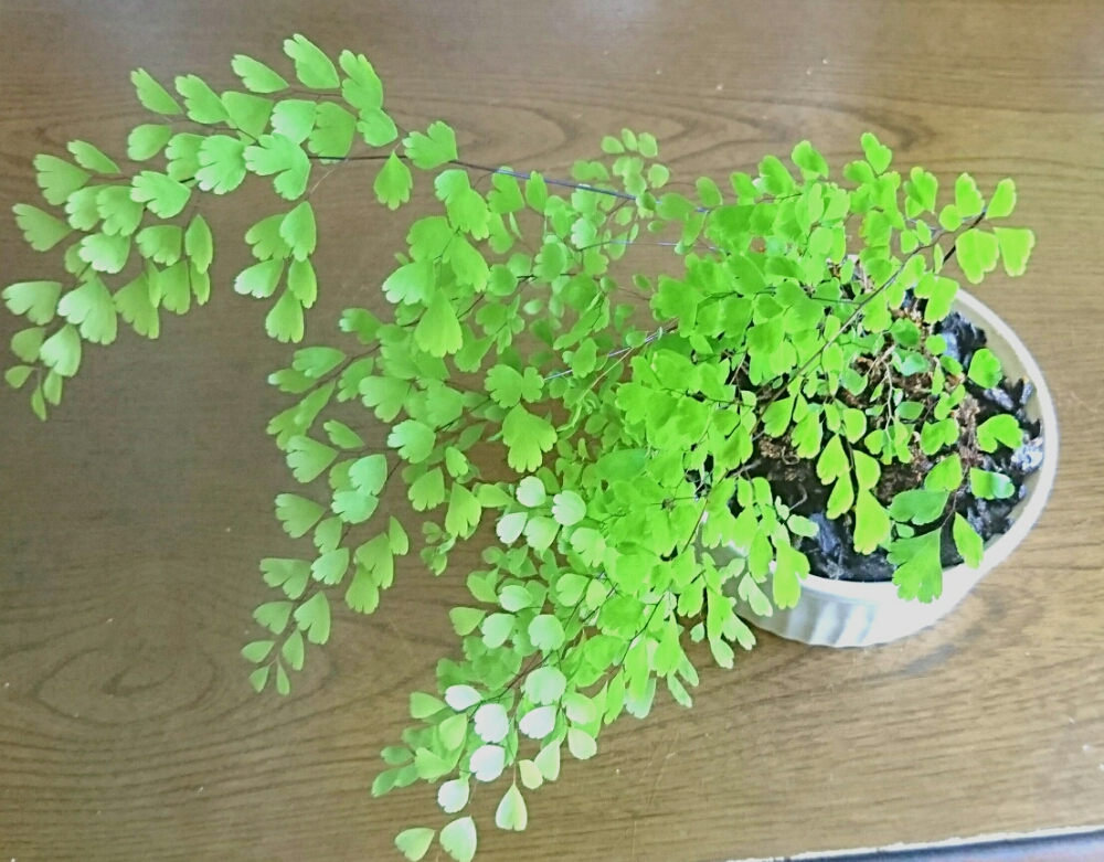 アジアンタムの育て方の画像