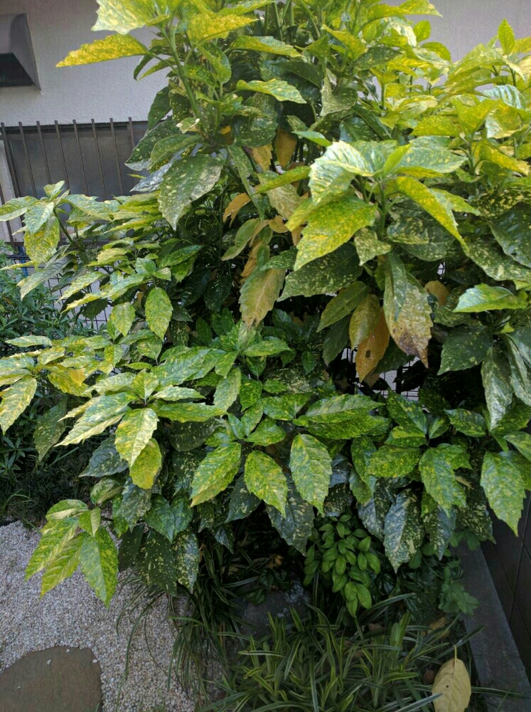 アオキの育て方の画像