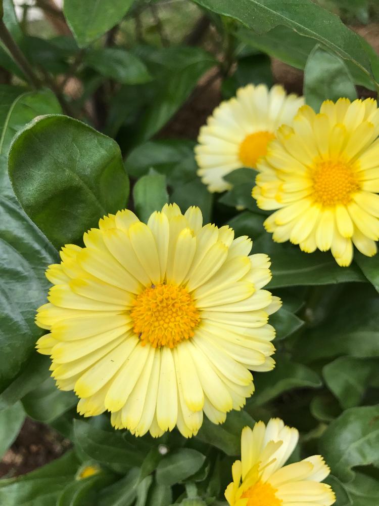 キンセンカの育て方の画像