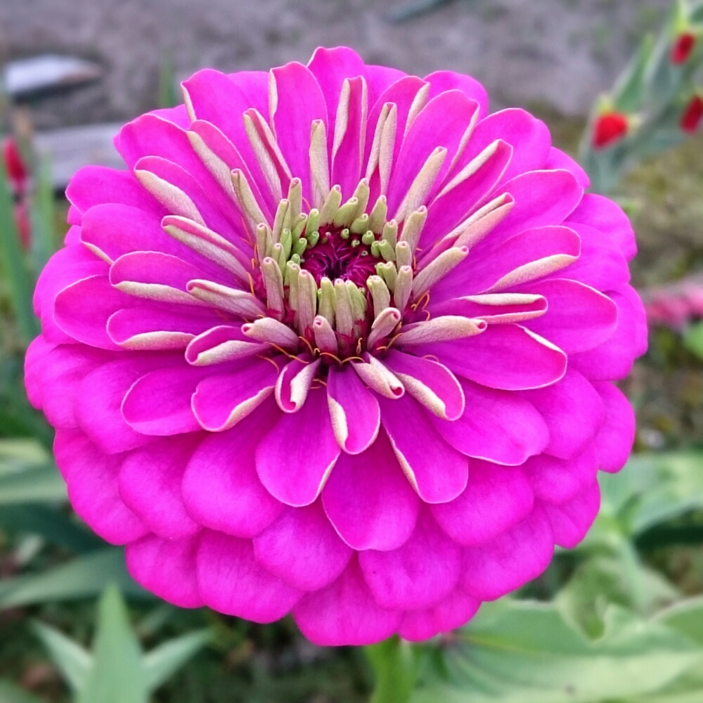 ヒャクニチソウの育て方の画像