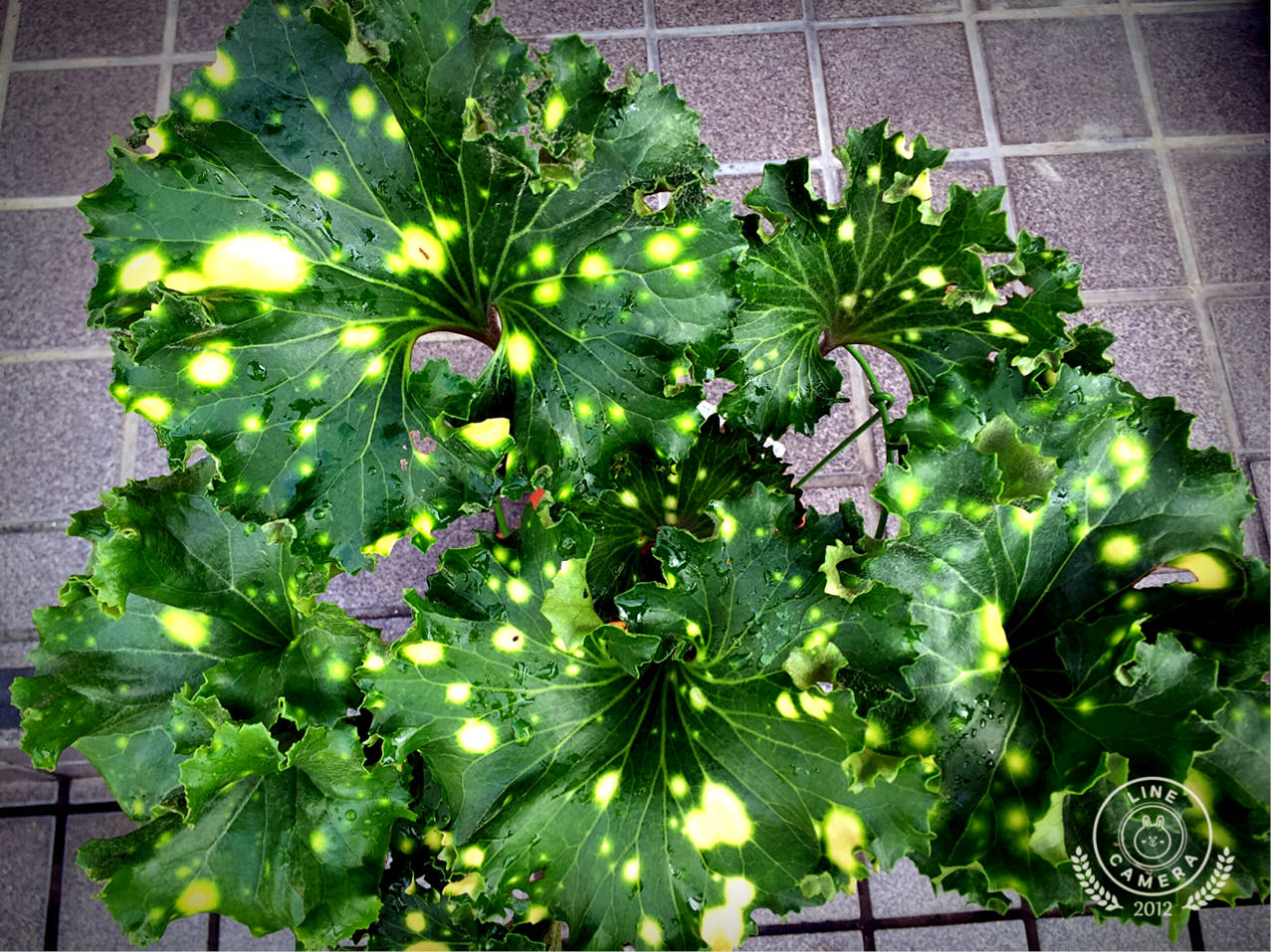 ツワブキの育て方の画像