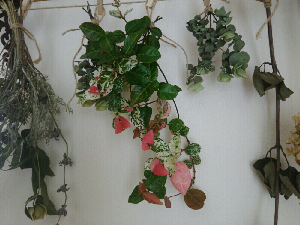 ハツユキカズラの育て方の画像