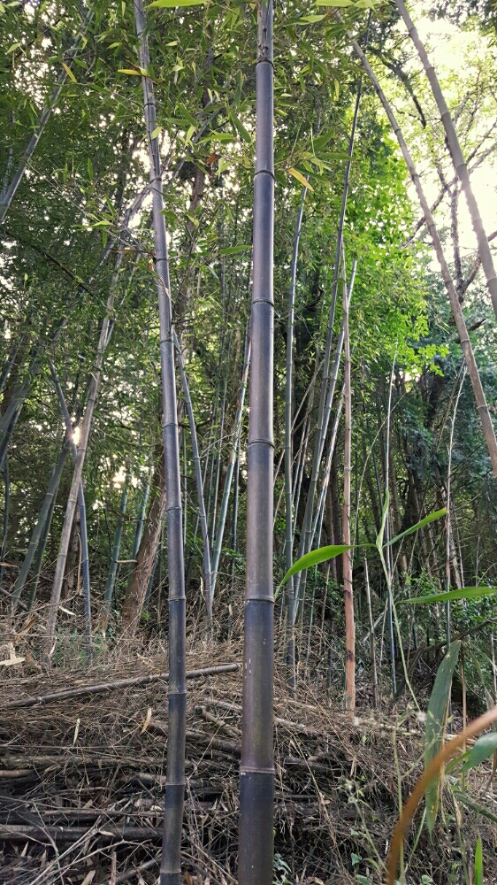 クロチクの育て方の画像