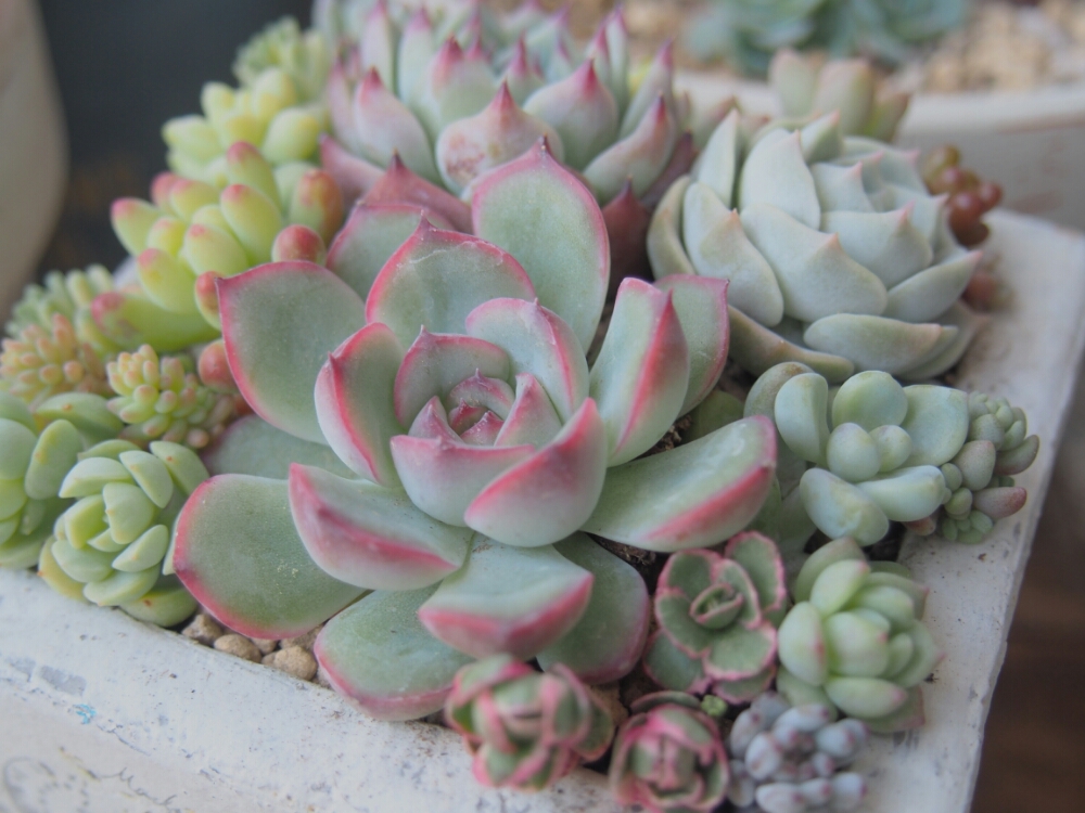 花うららの育て方の画像