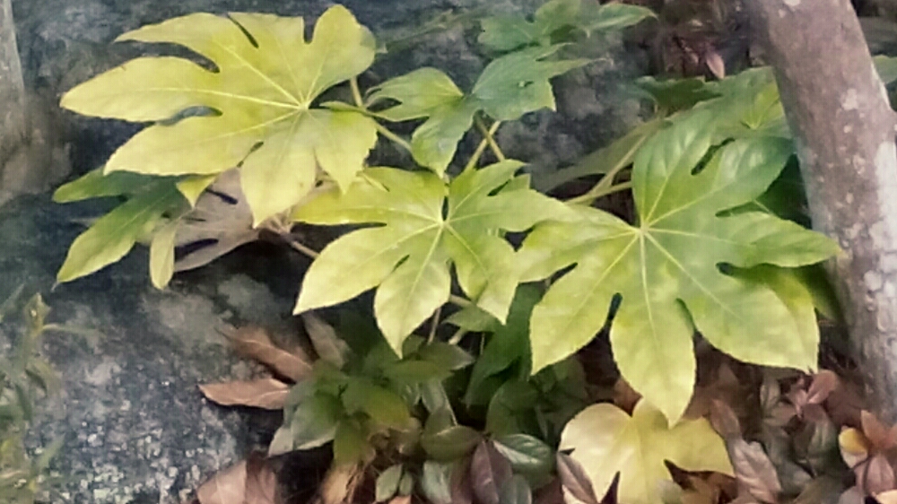 ヤツデの育て方の画像