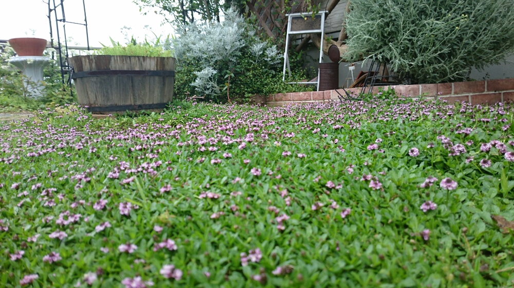 イワダレソウの育て方の画像